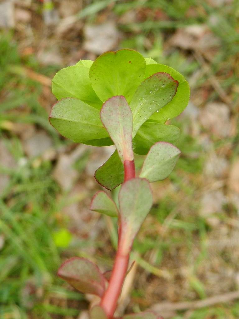 Euphorbia helioscopia